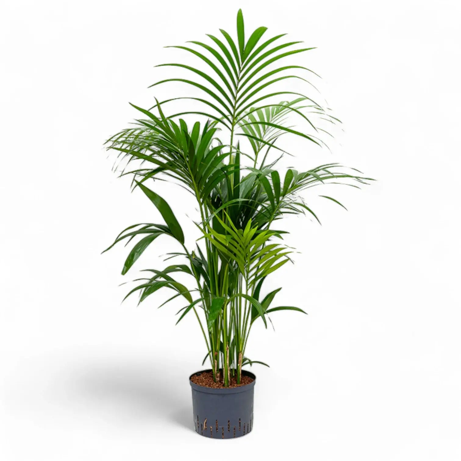 Howea forsteriana potted houseplant in nursery pot on white background, product photo 12.