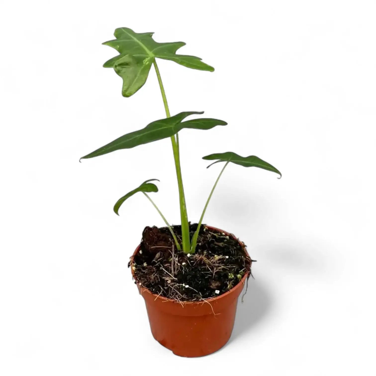 Alocasia portei potted houseplant in nursery pot on white background, product photo 6.