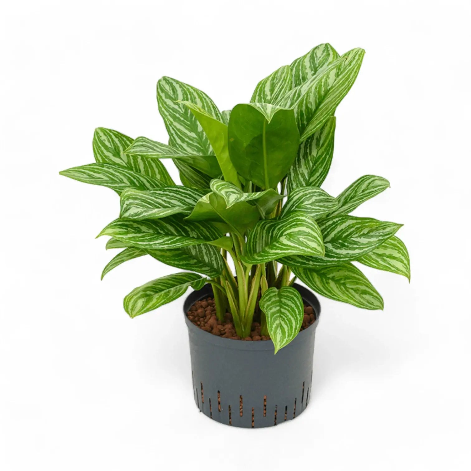 Aglaonema 'Stripes' potted houseplant in nursery pot on white background, product photo 8.