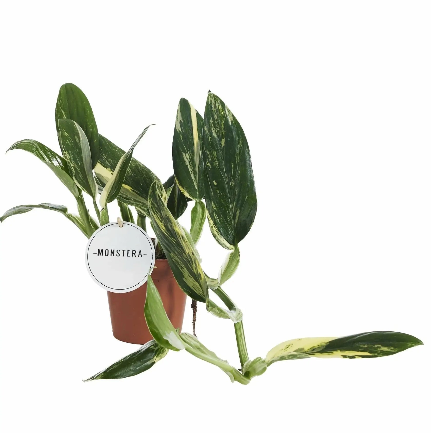Monstera standleyana variegata potted houseplant in nursery pot on white background, product photo 4.