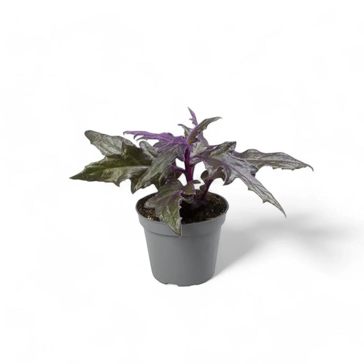 Gynura aurantiaca – Zimmerpflanze im Kulturtopf auf weißem Hintergrund, Produktfoto 2.