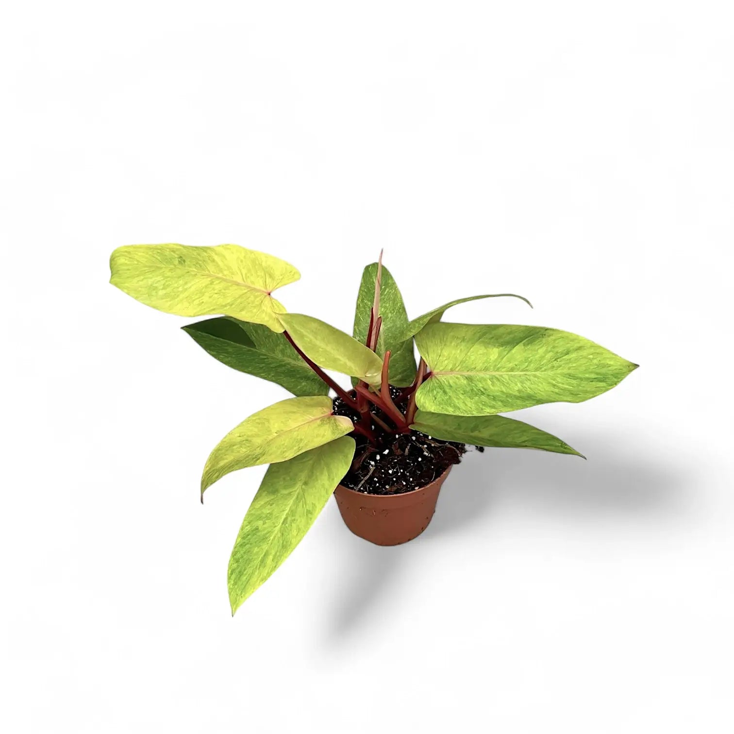 Philodendron 'Painted lady' – Zimmerpflanze im Kulturtopf auf weißem Hintergrund, Produktfoto 4.