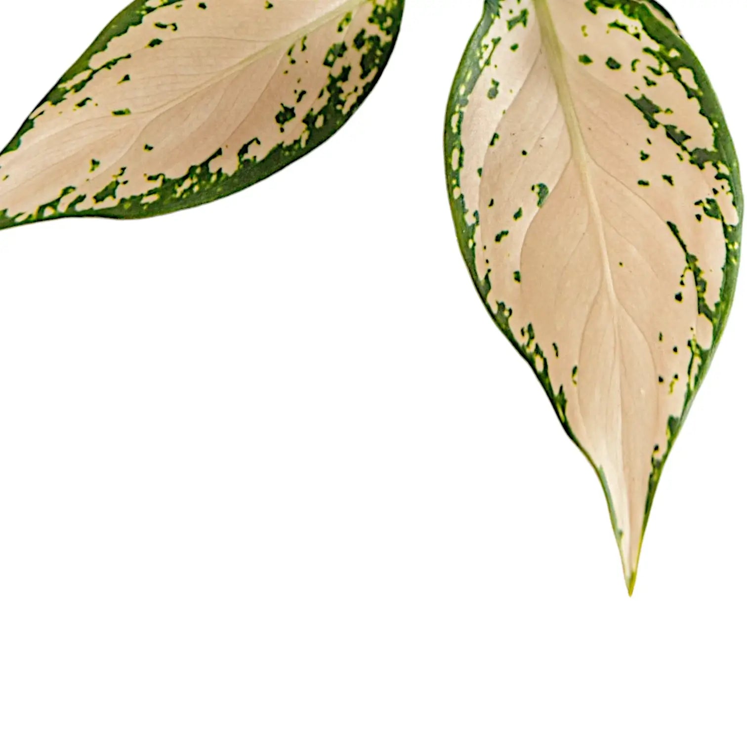 Aglaonema 'Vanilla Baby' leaf close-up on white background.