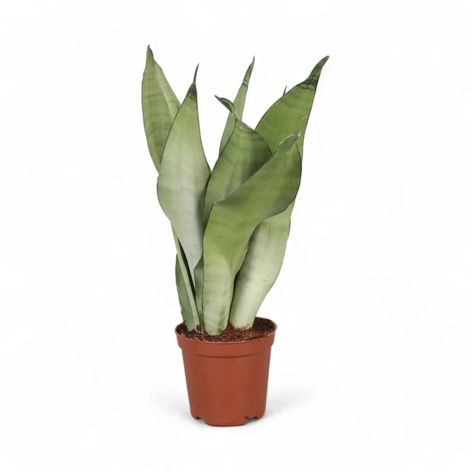 Dracaena (Sansevieria) trifasciata 'Moonshine' – Topfpflanze im Kulturtopf vor weißem Hintergrund, Produktfoto 12.