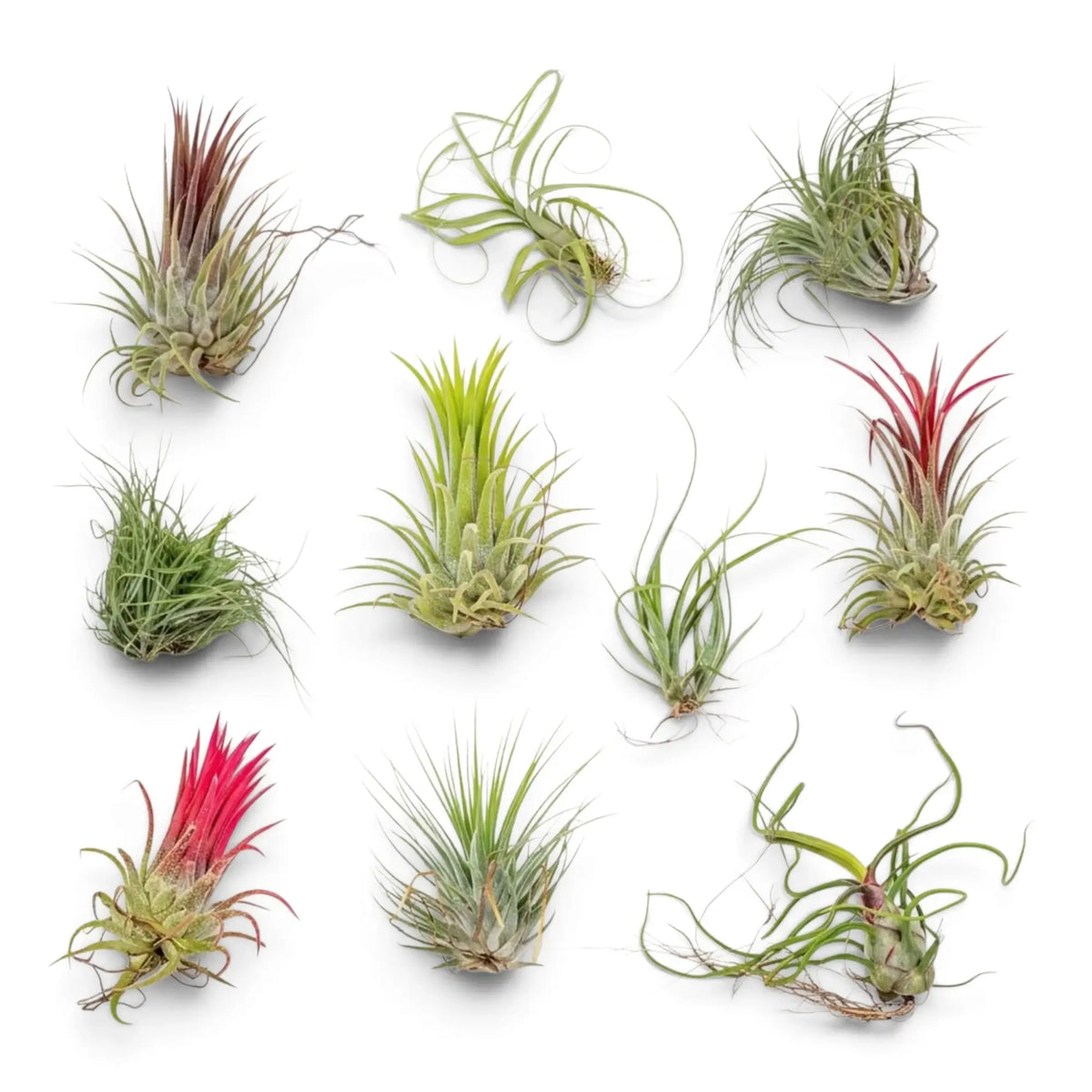 Assortment of ten Tillandsia air plants with green, silver and pink-tipped rosettes