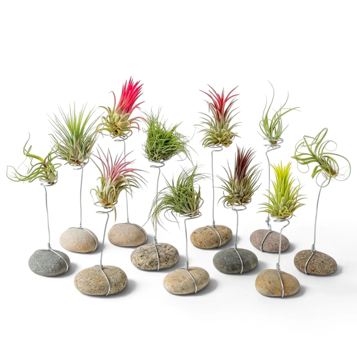 Assorted Tillandsia air plants displayed on small stone and wire stands