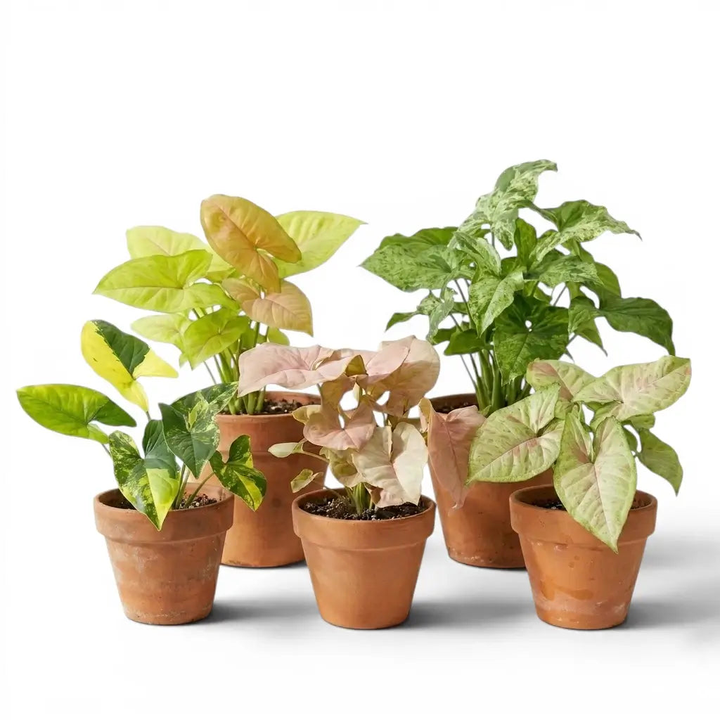 Fünf Syngonium-Sorten in Terrakottatöpfen vor weißem Hintergrund