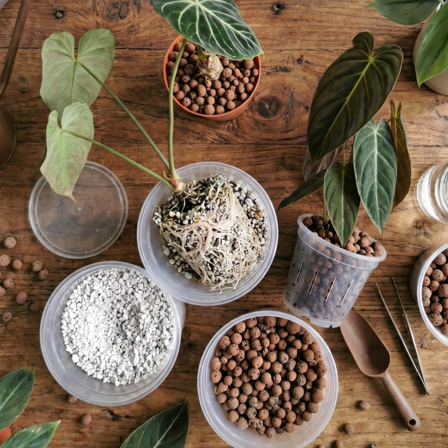 Potted plants and semi-hydroponic supplies like mineral substrates and cache pots on a wooden surface
