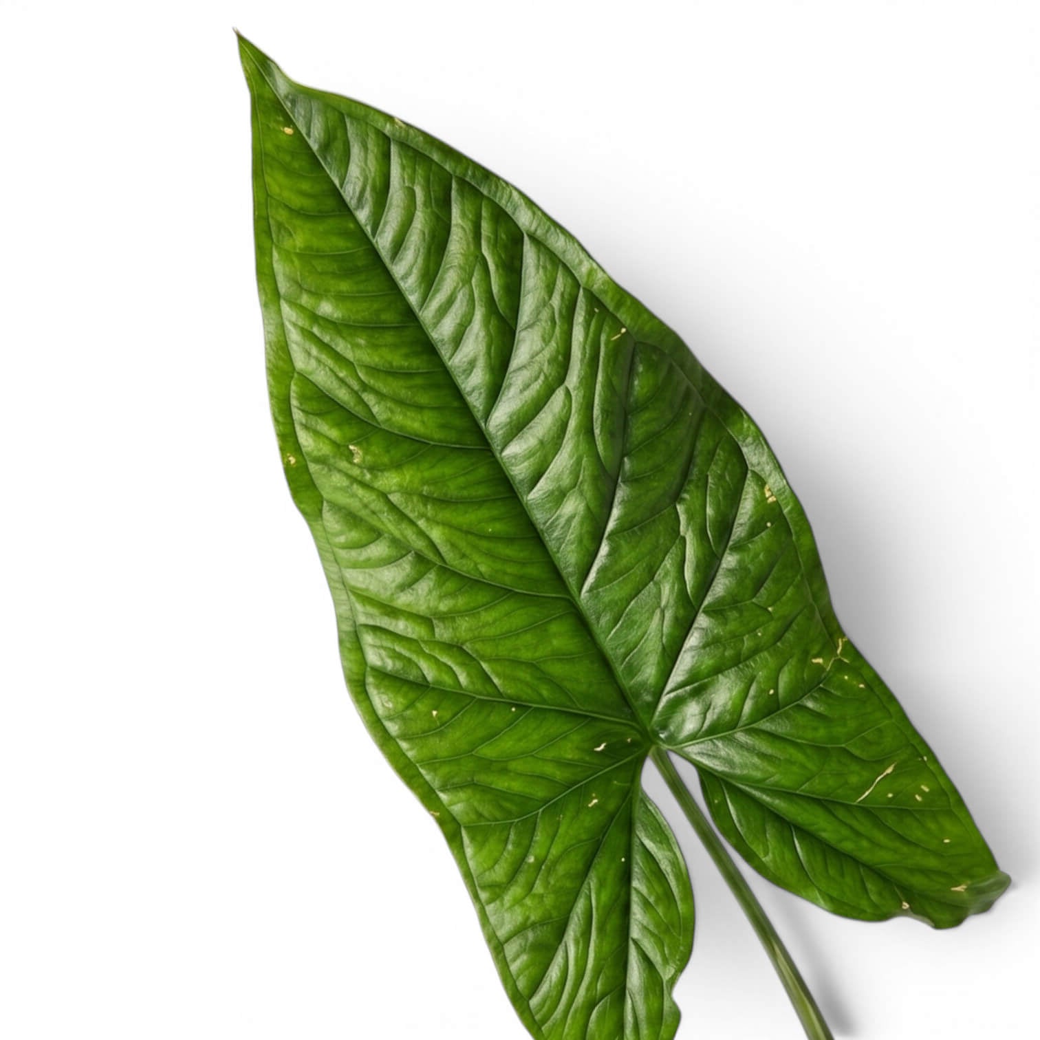 Blatt von Syngonium steyermarkii vor weißem Hintergrund