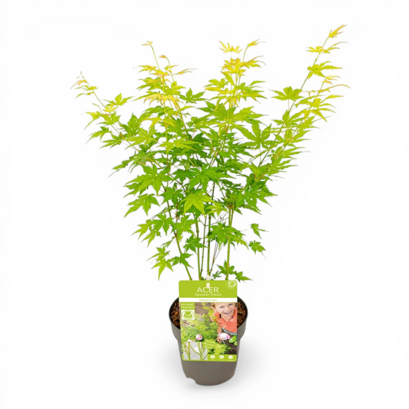 Acer palmatum 'Going Green'