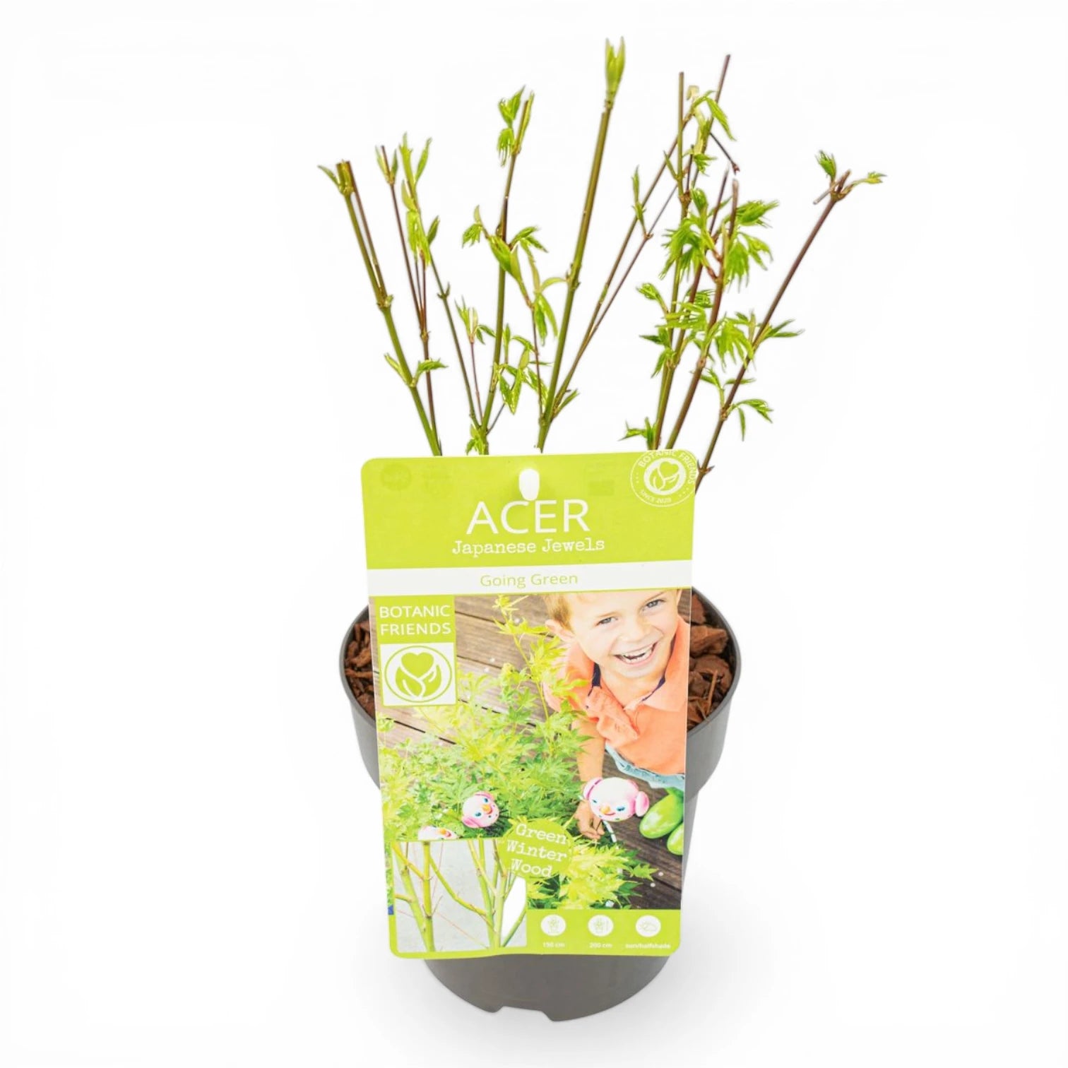 Acer palmatum 'Going Green' als Topfpflanze im Kulturtopf vor weißem Hintergrund.