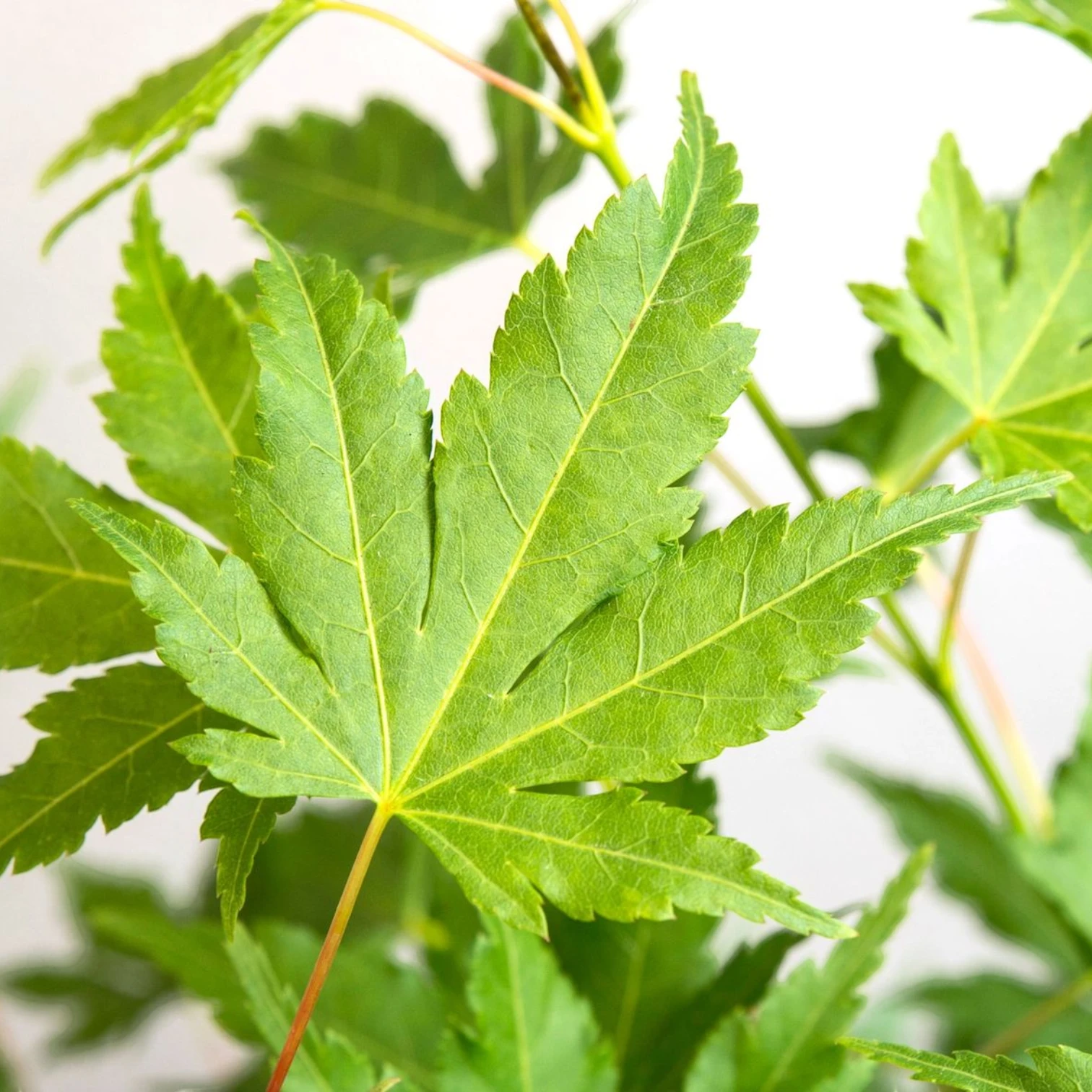 Acer palmatum 'Going Green' als Topfpflanze im Kulturtopf vor weißem Hintergrund.