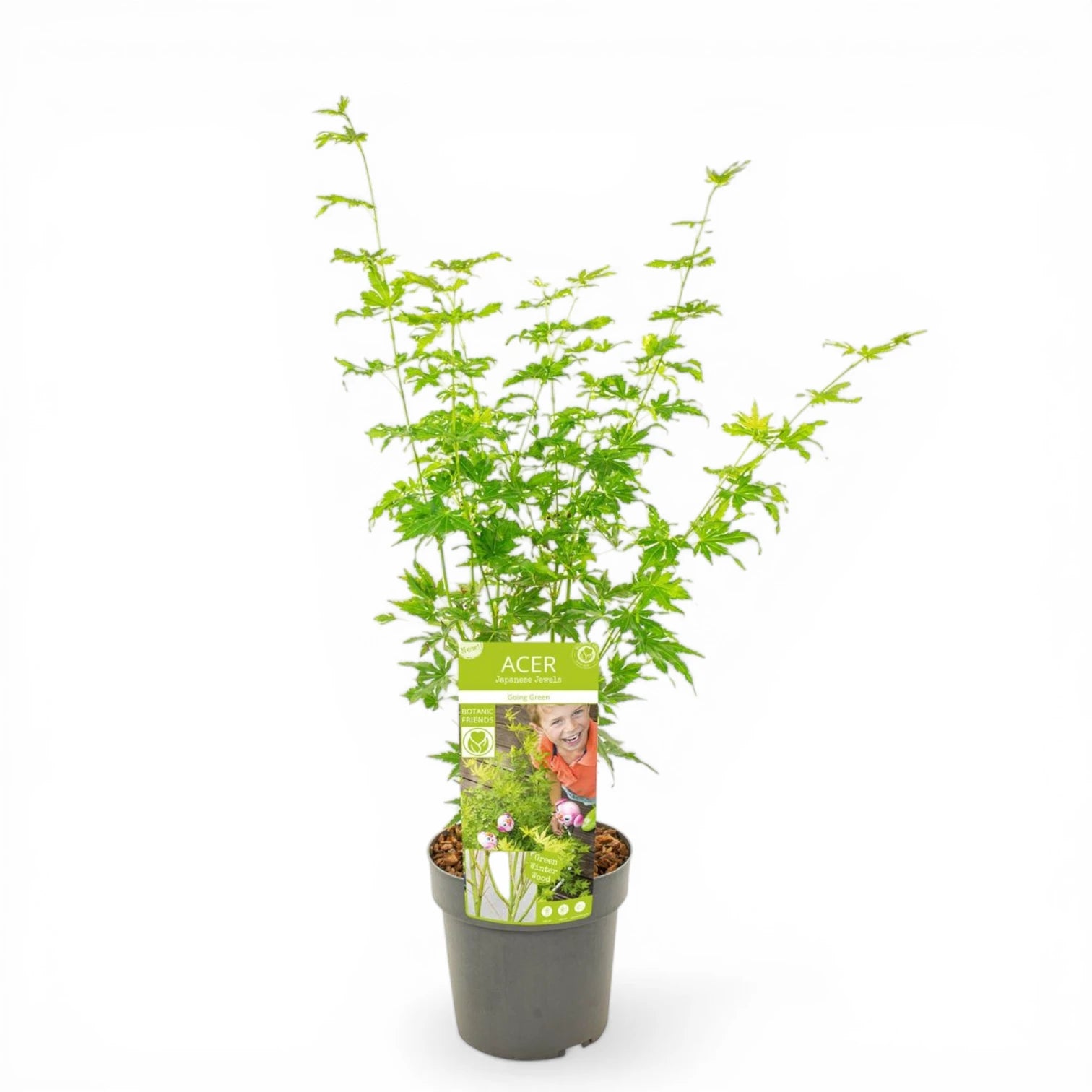 Acer palmatum 'Going Green' als Topfpflanze im Kulturtopf vor weißem Hintergrund.