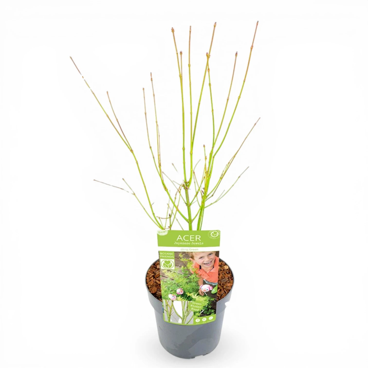 Acer palmatum 'Going Green' als Topfpflanze im Kulturtopf vor weißem Hintergrund.