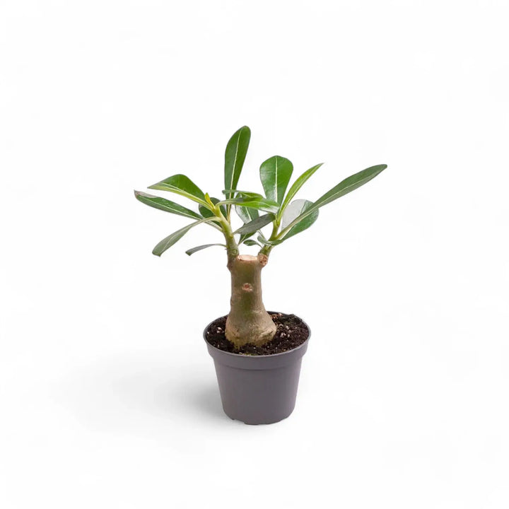 Adenium obesum – Zimmerpflanze im Kulturtopf auf weißem Hintergrund, Produktfoto 2.