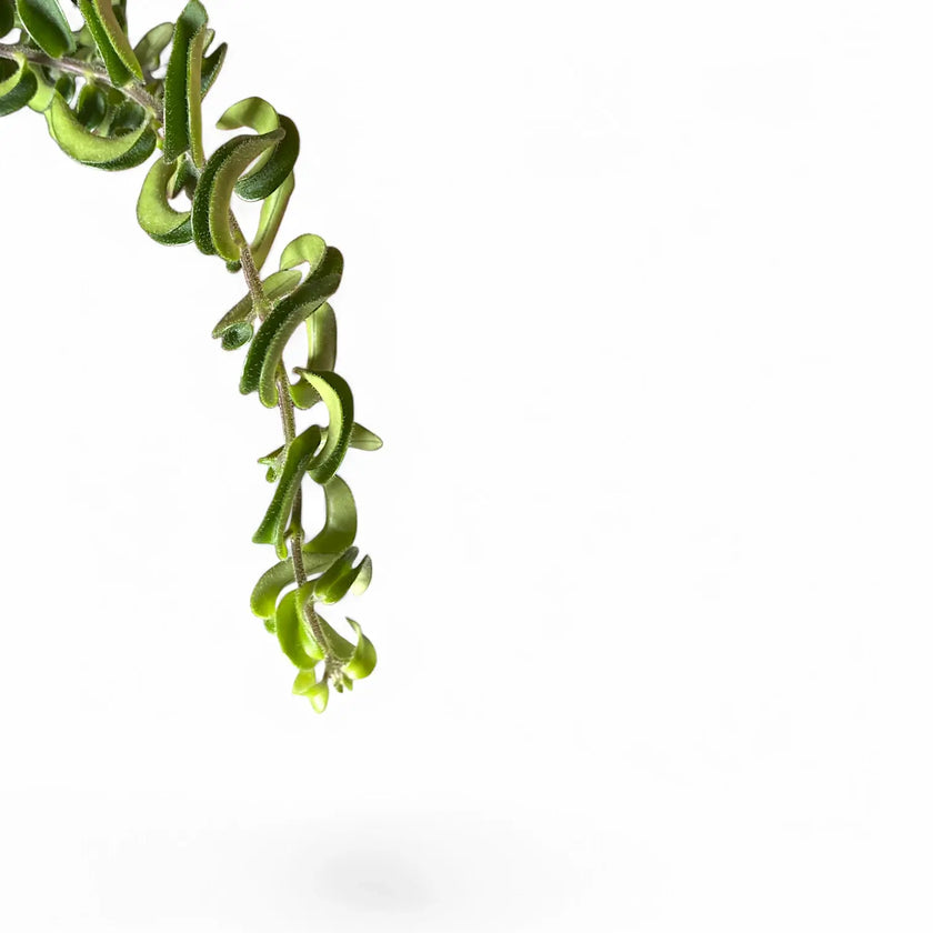 Aeschynanthus 'Twister' leaf close-up on white background.