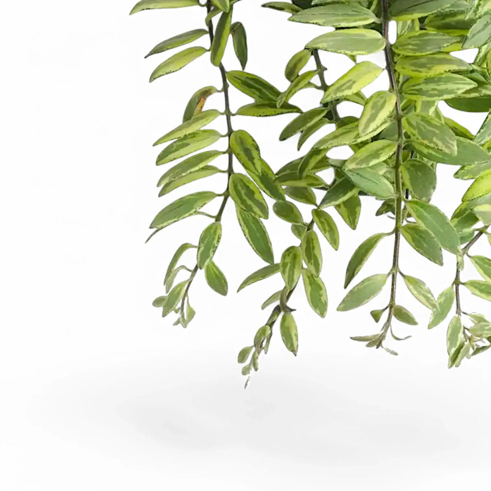 Aeschynanthus radicans 'Bolero Bicolour' – Blattdetail vor weißem Hintergrund..