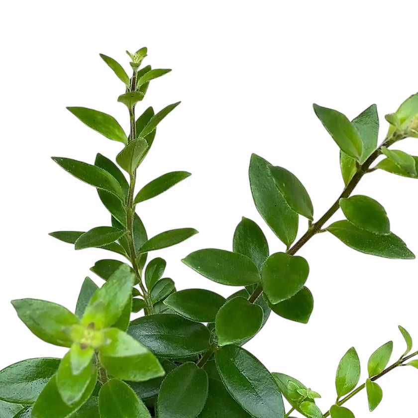 Aeschynanthus radicans 'Caroline' leaf close-up on white background.