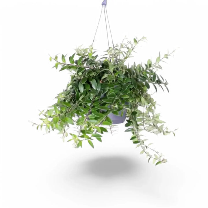 Aeschynanthus radicans 'Caroline' Zimmerpflanze im Anzuchttopf vor weißem Hintergrund, Produktfoto 2.