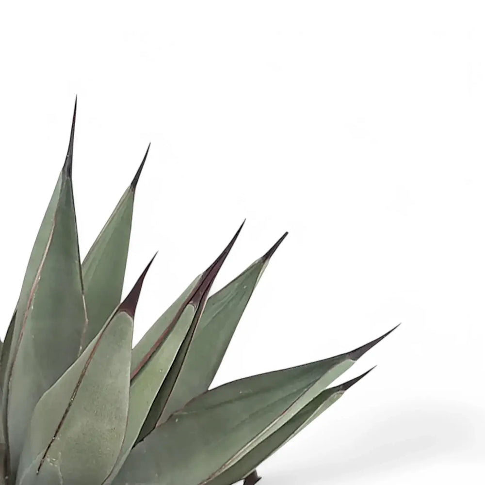 Agave 'Nigra' – Blattdetail vor weißem Hintergrund..