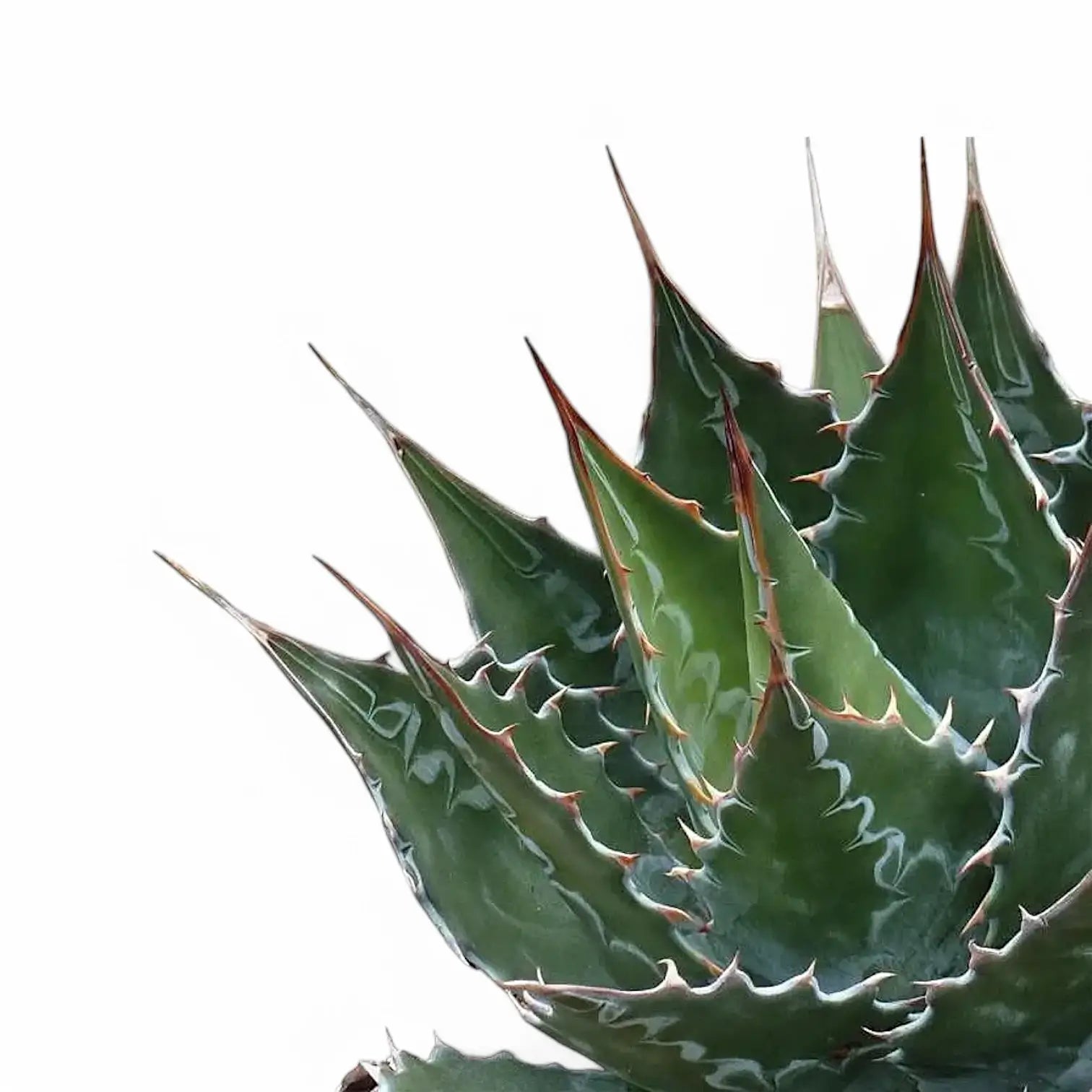 Agave montana leaf close-up on white background.