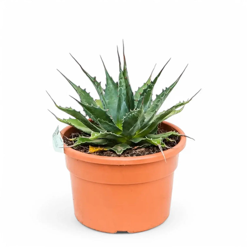 Agave montana potted houseplant in nursery pot on white background, product photo 2.