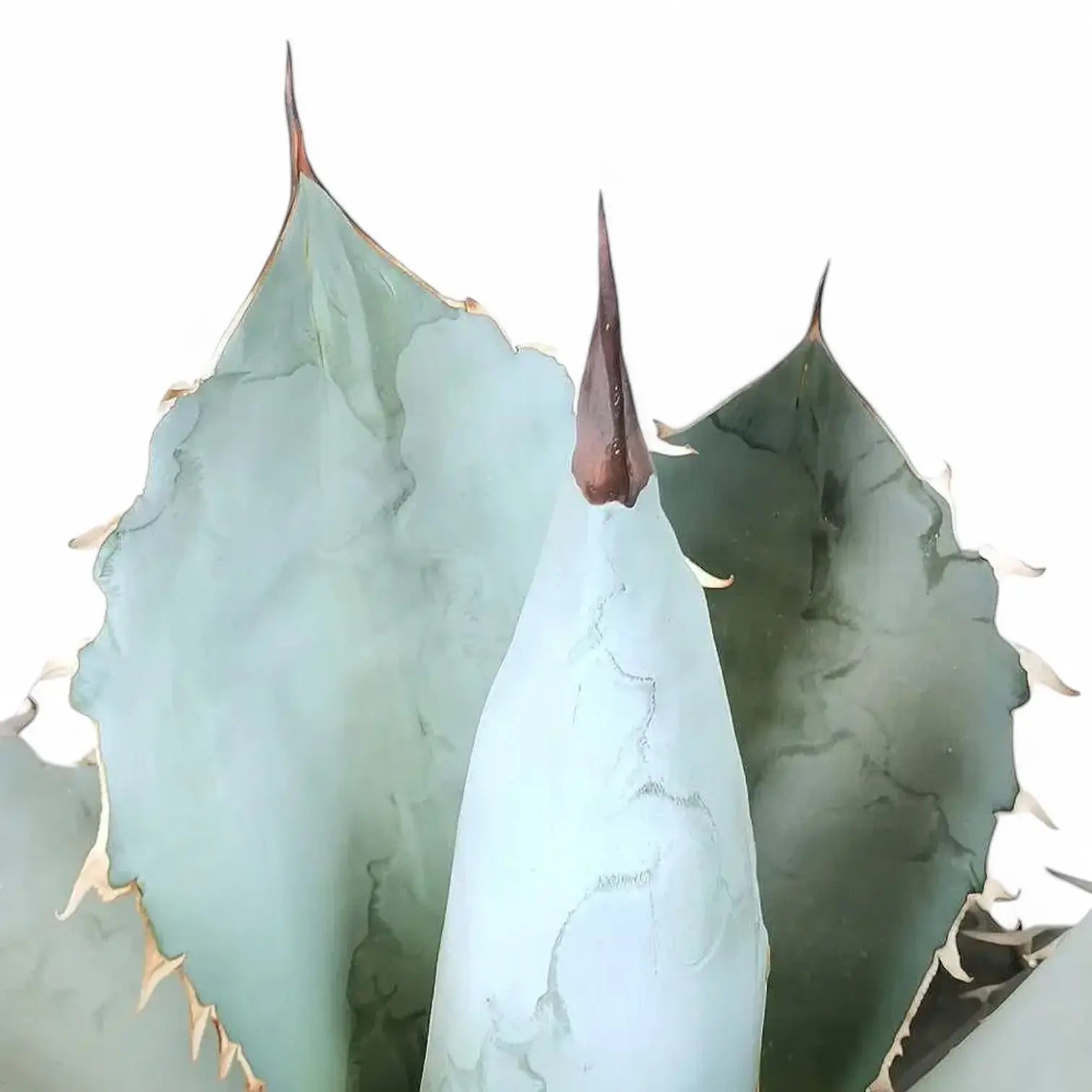 Agave titanota 'Blue Ice' leaf close-up on white background.