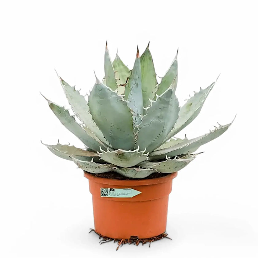 Agave titanota 'Blue Ice' potted houseplant in nursery pot on white background, product photo 2.