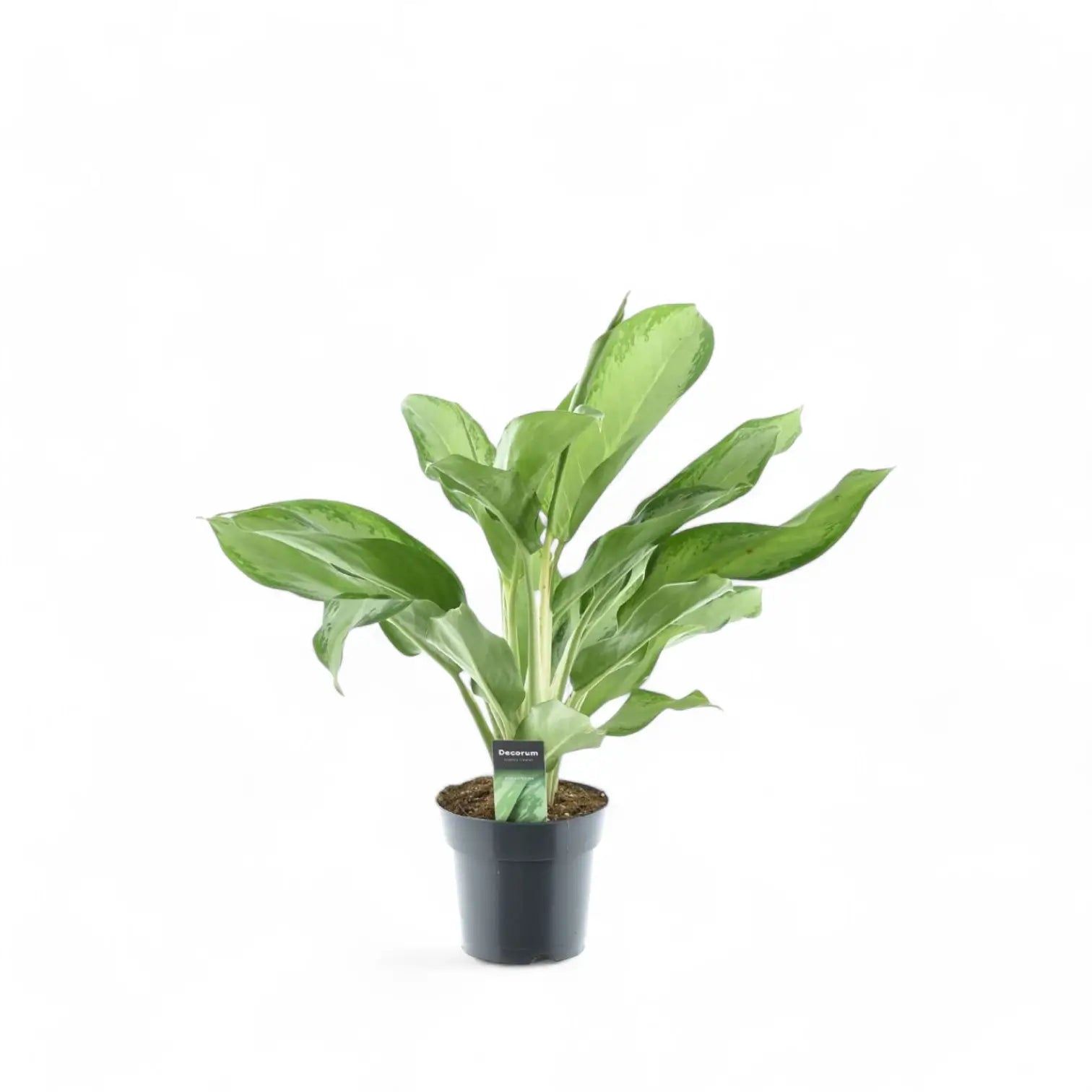 Aglaonema 'Cleopatra' potted houseplant in nursery pot on white background, product photo 2.