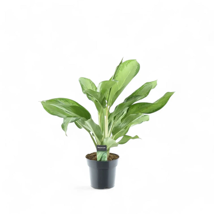 Aglaonema 'Cleopatra' potted houseplant in nursery pot on white background, product photo 2.