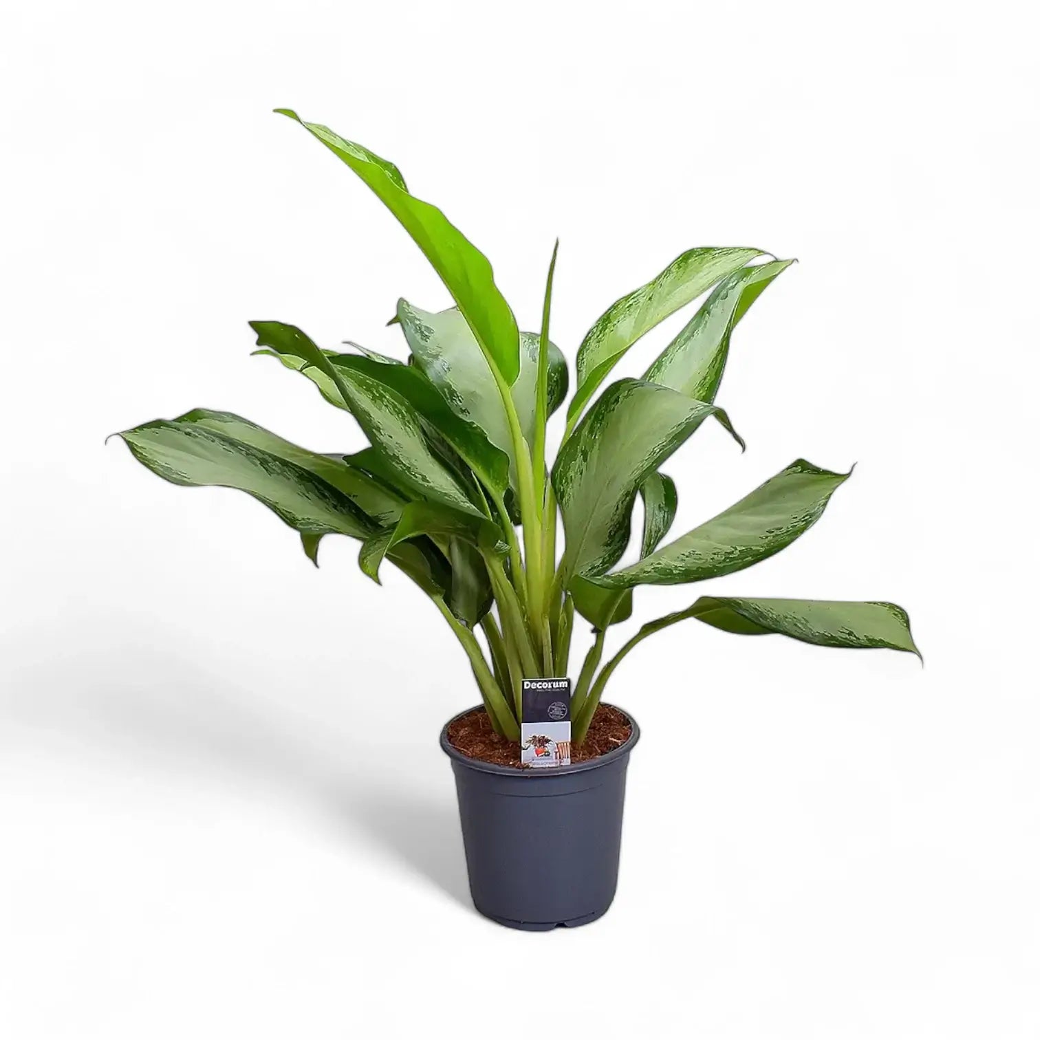 Aglaonema 'Cleopatra' potted houseplant in nursery pot on white background, product photo 3.