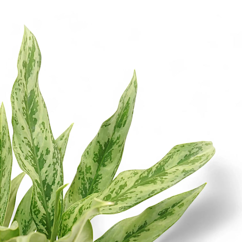 Aglaonema 'Greyhound' – Blattdetail vor weißem Hintergrund..