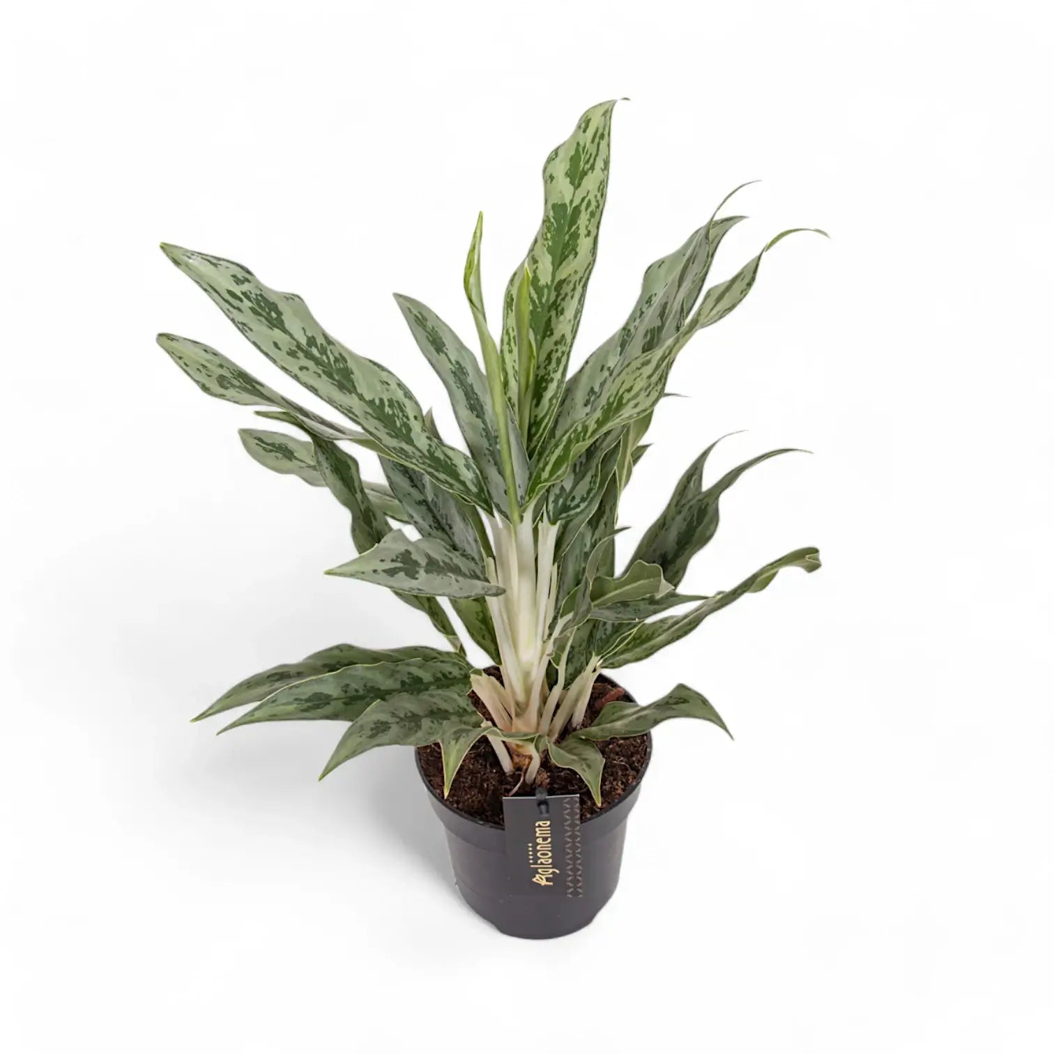 Aglaonema 'Greyhound' potted houseplant in nursery pot on white background, product photo 3.