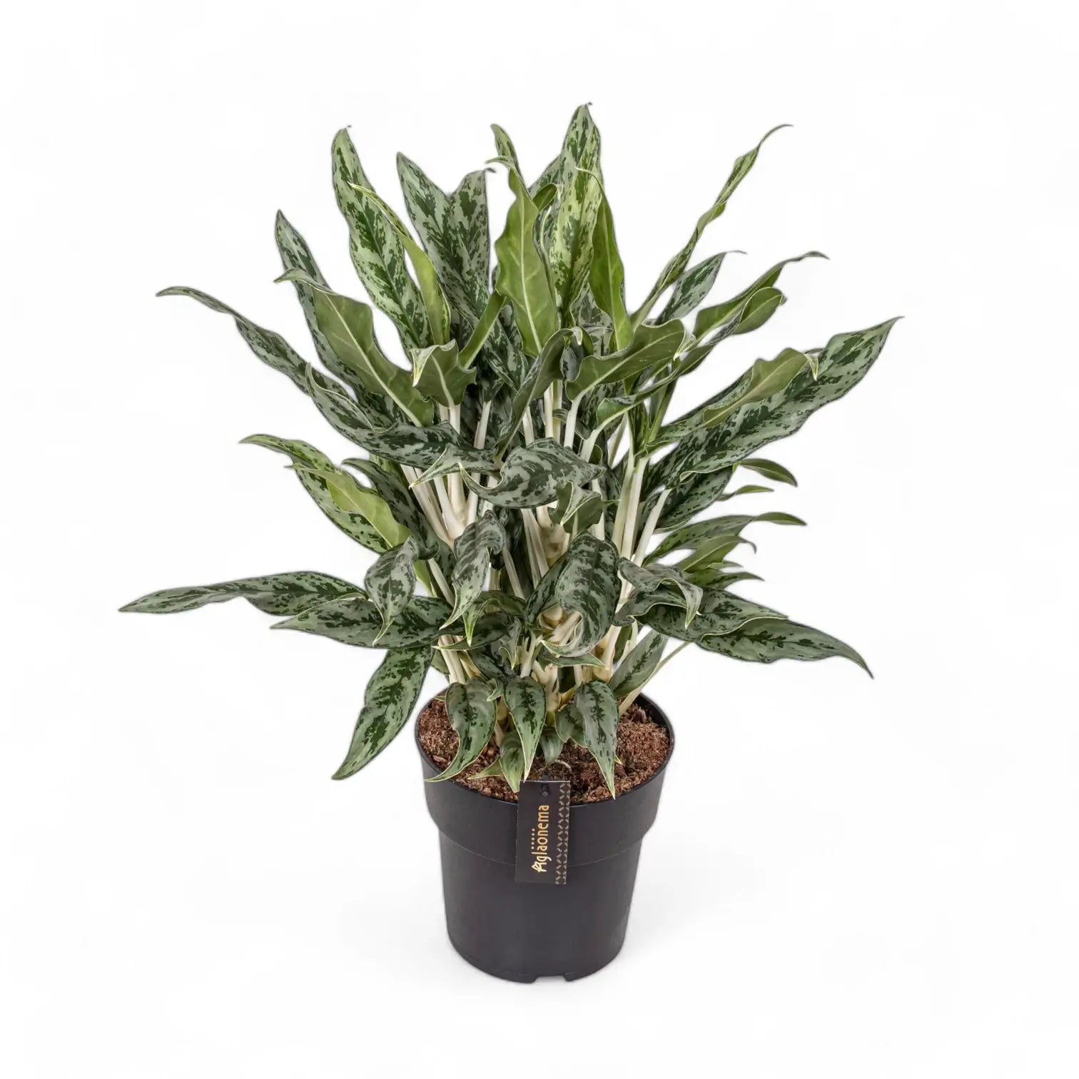 Aglaonema 'Greyhound' potted houseplant in nursery pot on white background, product photo 5.