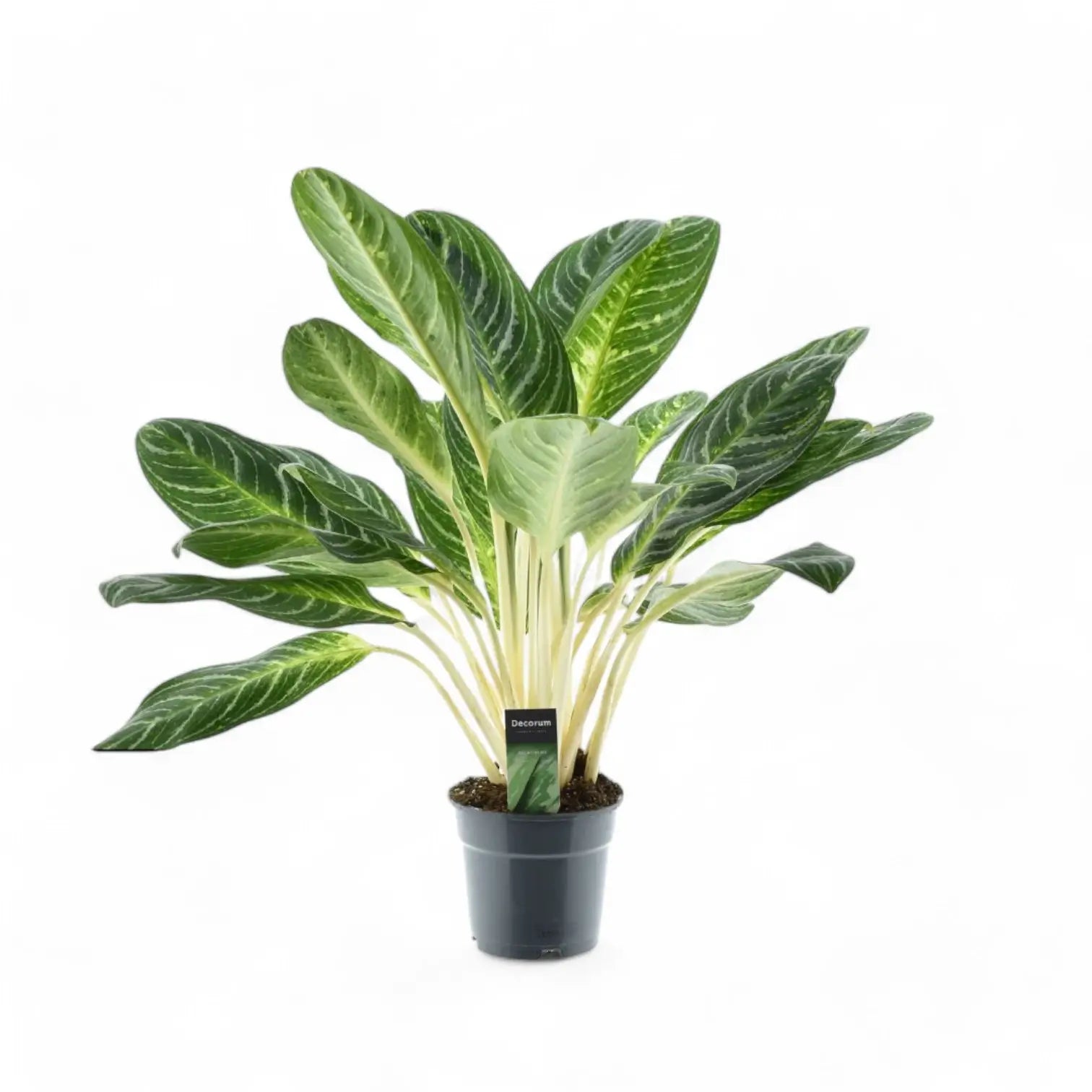 Aglaonema 'Key Lime' potted houseplant in nursery pot on white background, product photo 4.