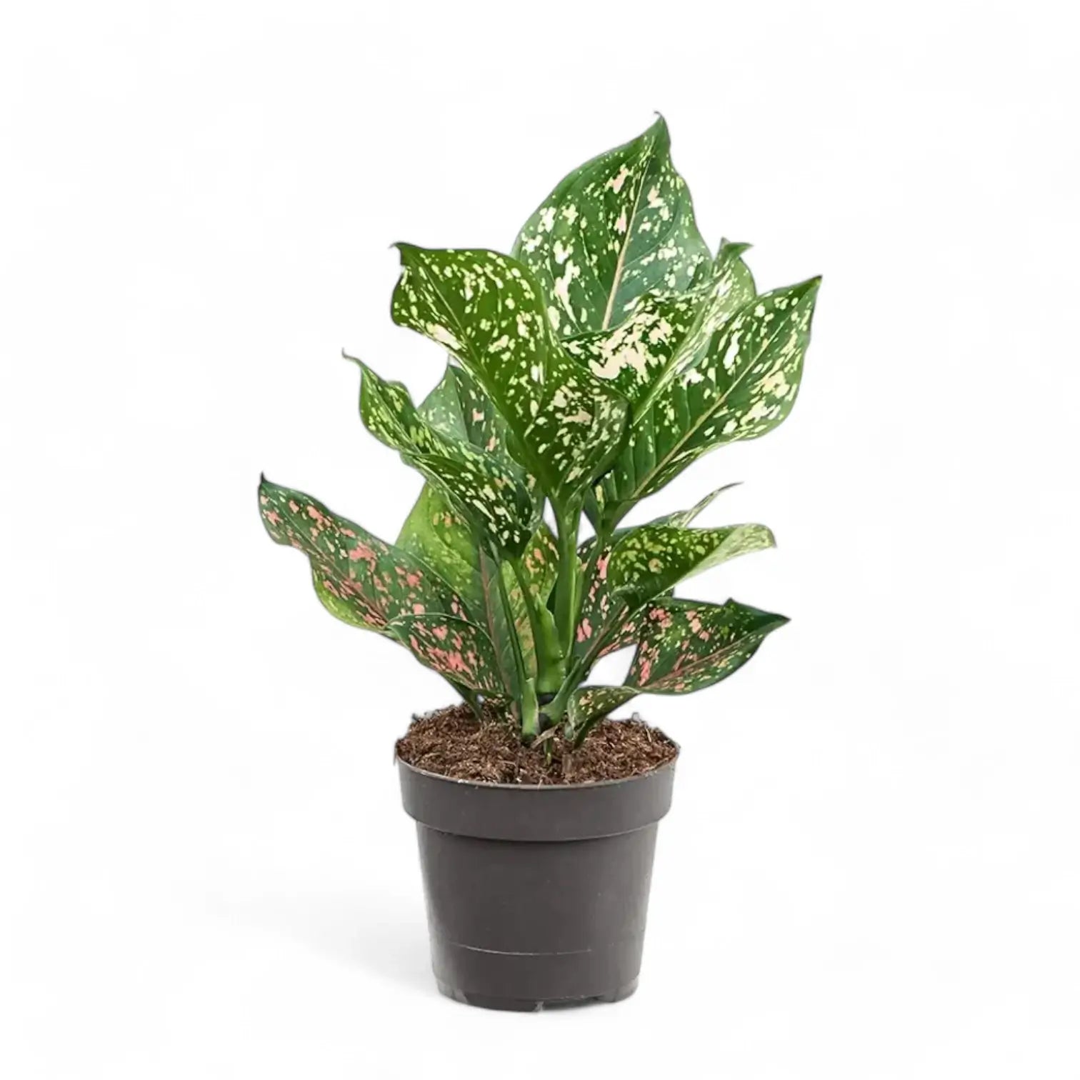 Aglaonema 'Pink Leopard' potted houseplant in nursery pot on white background, product photo 2.