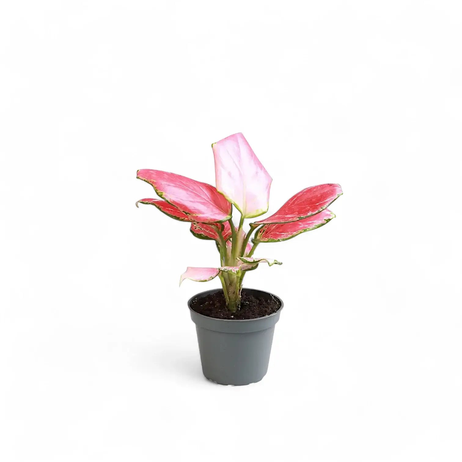 Aglaonema 'Red Dragon' potted houseplant in nursery pot on white background, product photo 3.