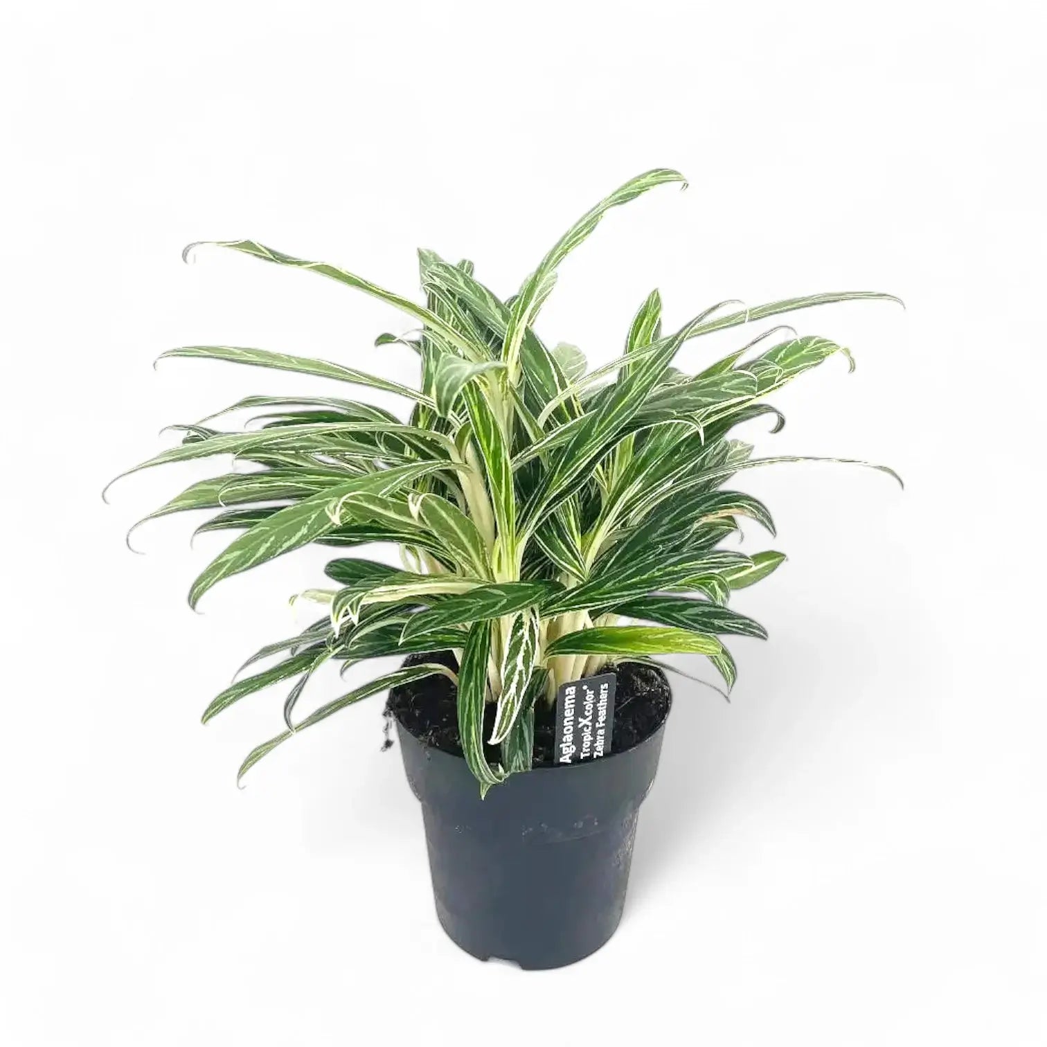 Aglaonema 'Zebra Feathers' potted houseplant in nursery pot on white background, product photo 4.