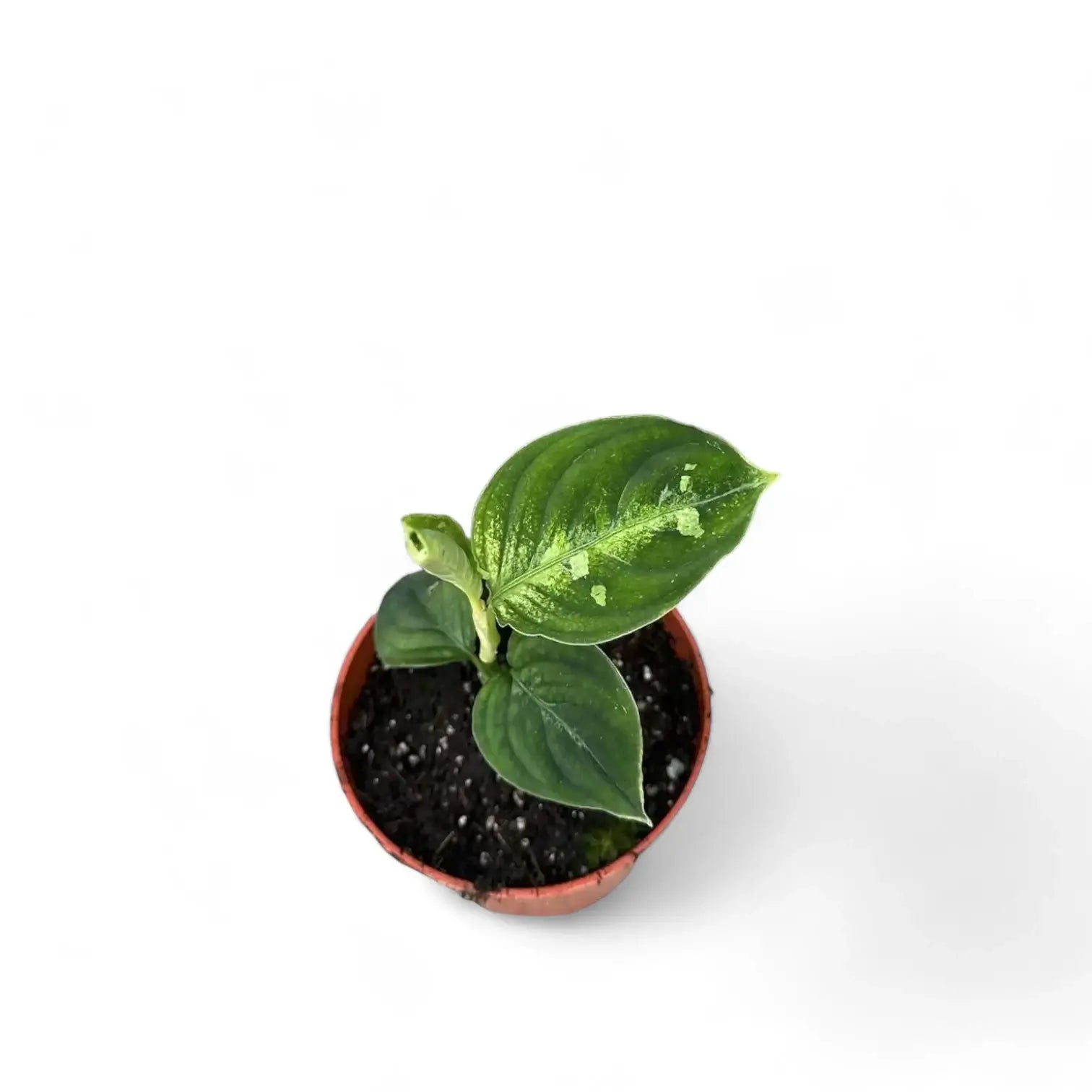 Aglaonema pictum bicolor Zimmerpflanze im Anzuchttopf vor weiĂem Hintergrund, Produktfoto 2.