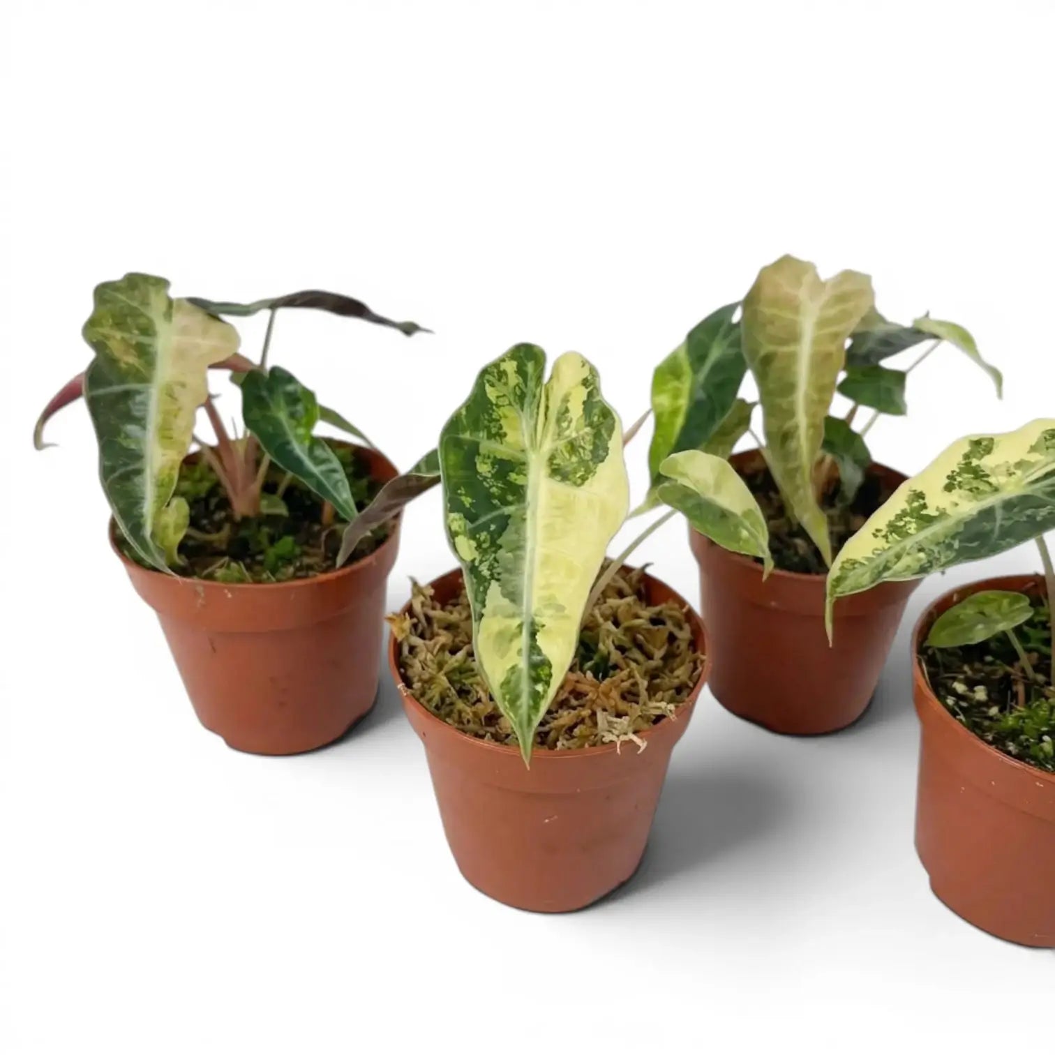 Four potted Alocasia Polly aurea variegata plants with variegated leaves on a white background