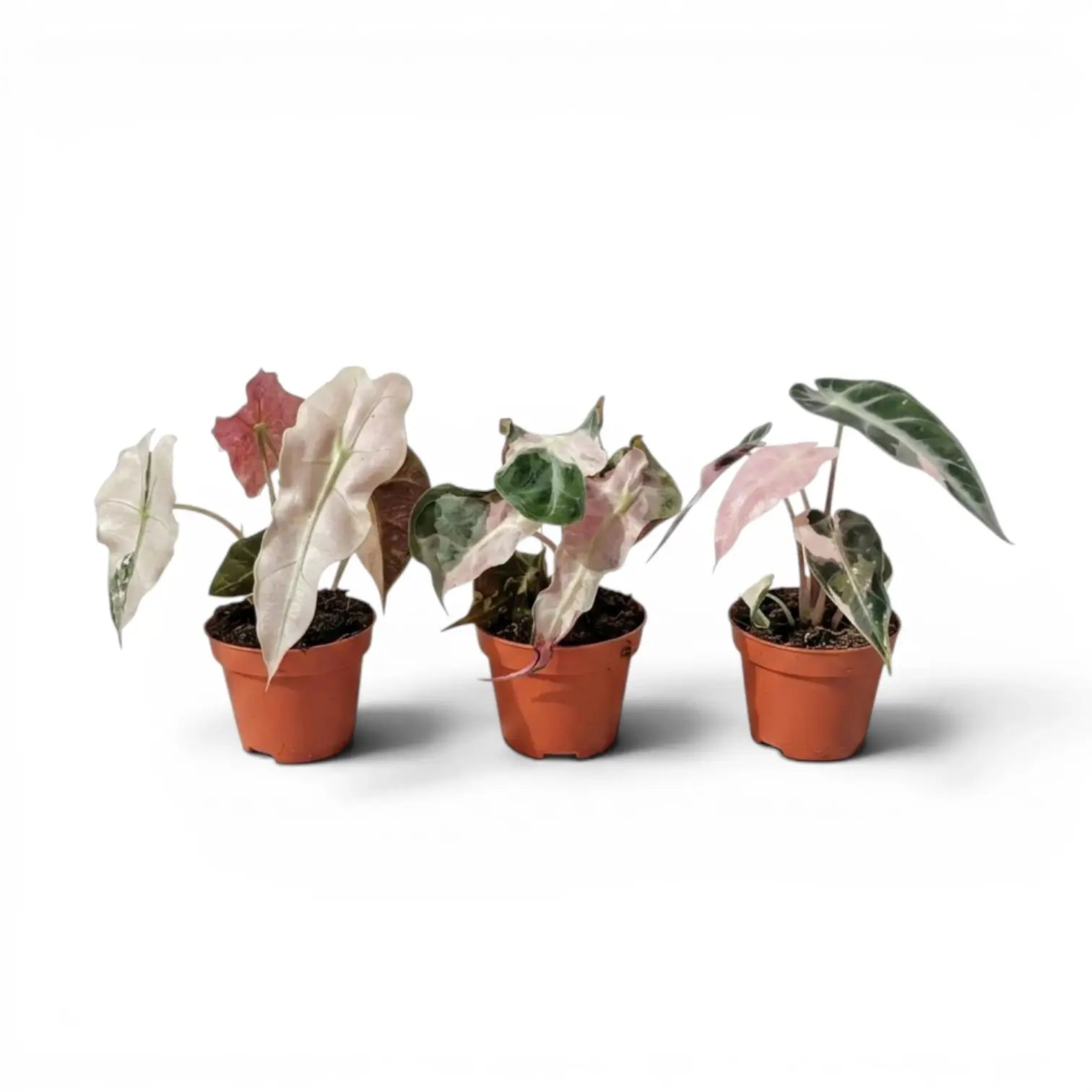 Drei Alocasia Polly pink variegata Jungpflanzen im Topf mit rosa-grünen Blättern auf weißem Hintergrund