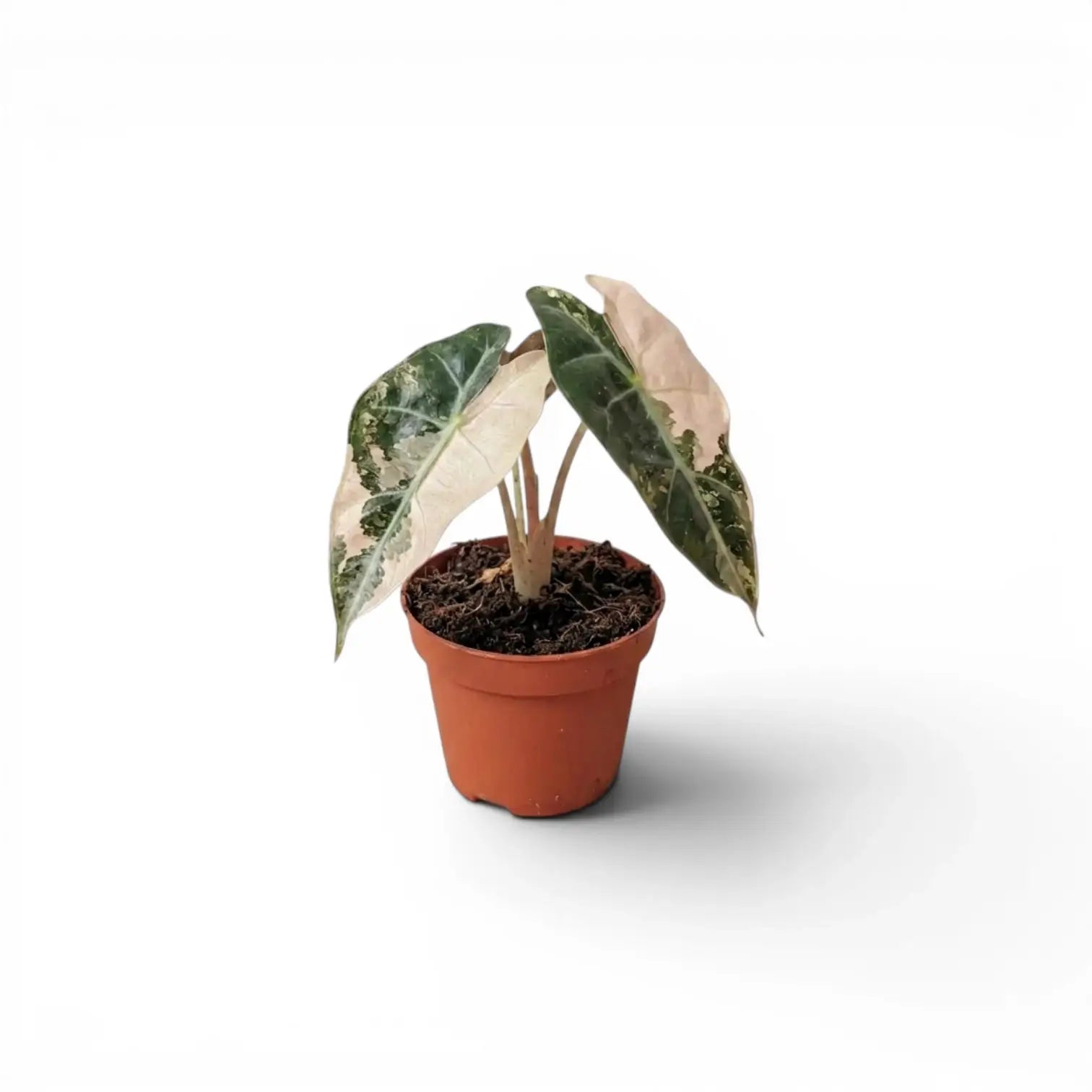 Alocasia Polly pink variegata als Jungpflanze im Topf mit rosafarbenen Blättern auf weißem Hintergrund