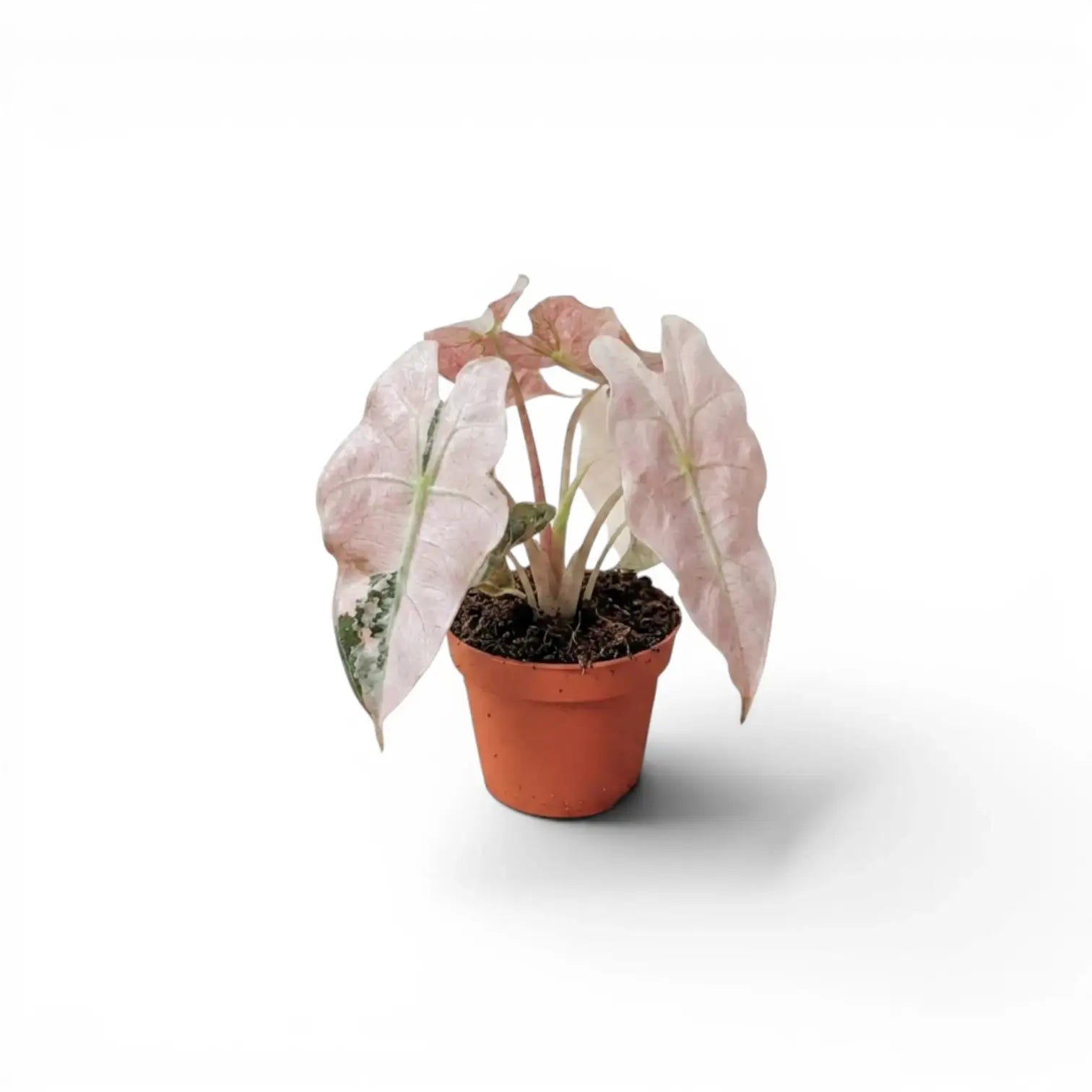 Alocasia Polly pink variegata als Jungpflanze im Topf mit rosafarbenen Blättern auf weißem Hintergrund