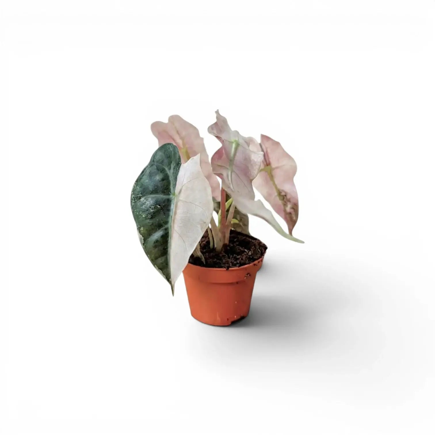 Alocasia Polly pink variegata als Jungpflanze im Topf mit rosafarbenen Blättern auf weißem Hintergrund