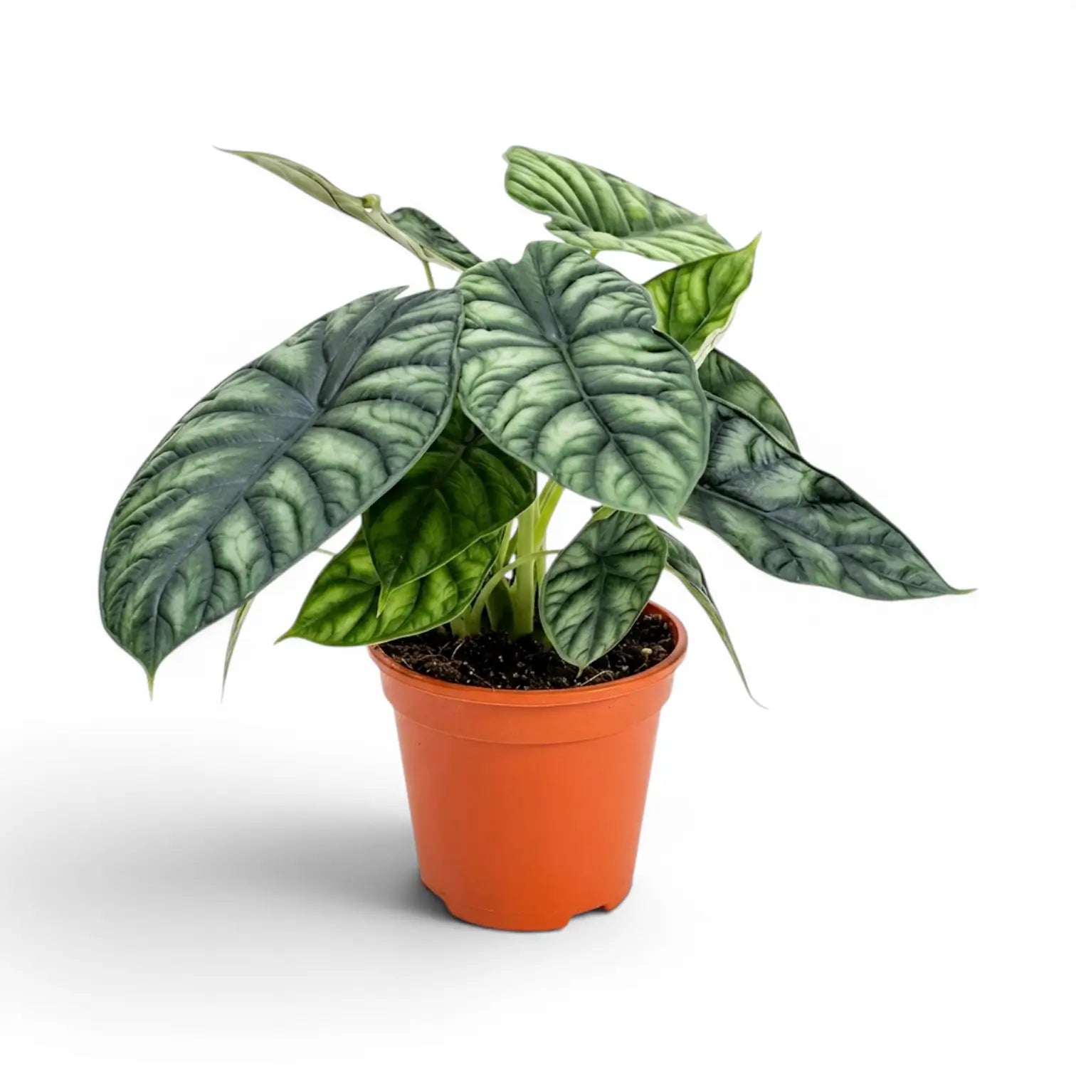 Große Alocasia baginda 'Dragon Scale' im Anzuchttopf auf weißem Hintergrund