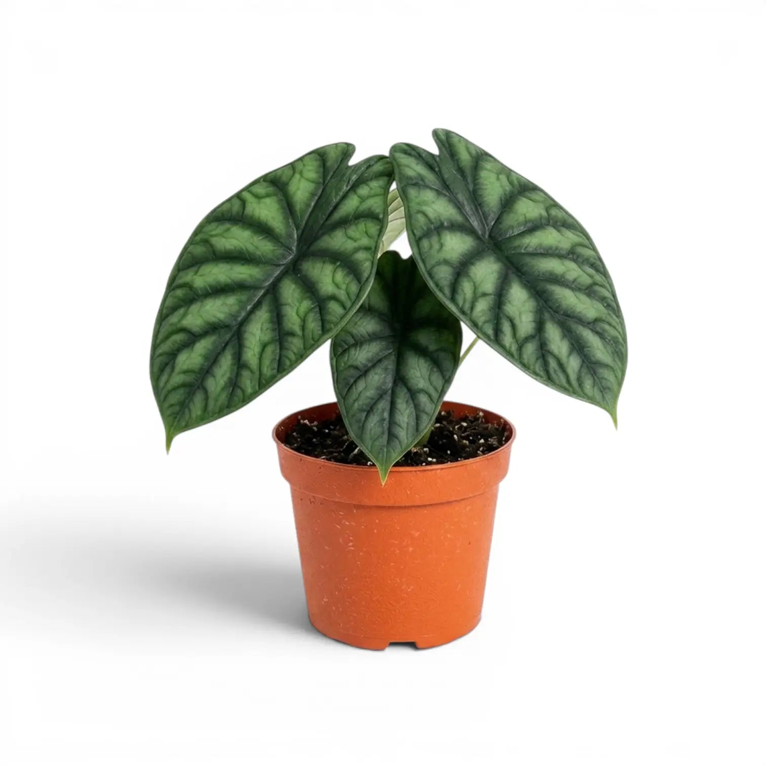 Mittelgroße Alocasia baginda 'Dragon Scale' Pflanze im Anzuchttopf auf weißem Hintergrund