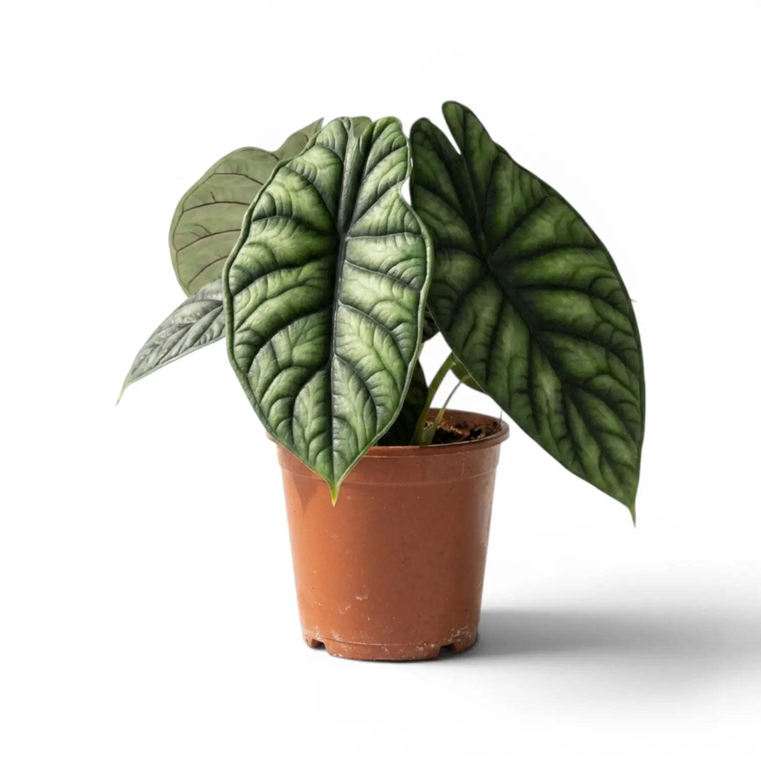 Mittelgroße Alocasia baginda 'Dragon Scale' Pflanze im Anzuchttopf auf weißem Hintergrund