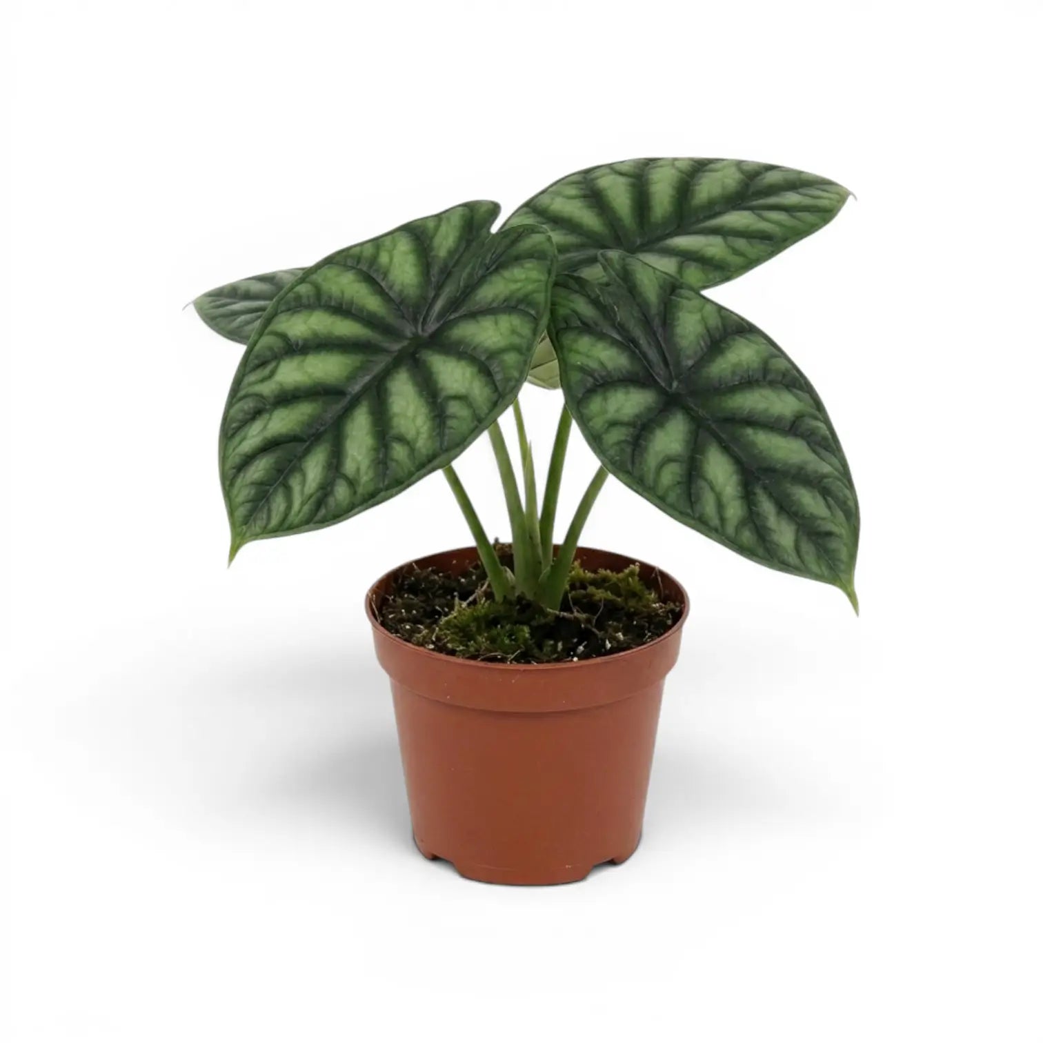 Mittelgroße Alocasia baginda 'Dragon Scale' im Anzuchttopf auf weißem Hintergrund