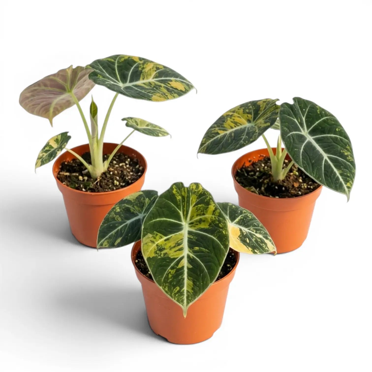 Drei kleine Alocasia reginula 'Black Velvet Gold'-Jungpflanzen mit goldgelber Panaschierung in Kulturtöpfen vor weißem Hintergrund
