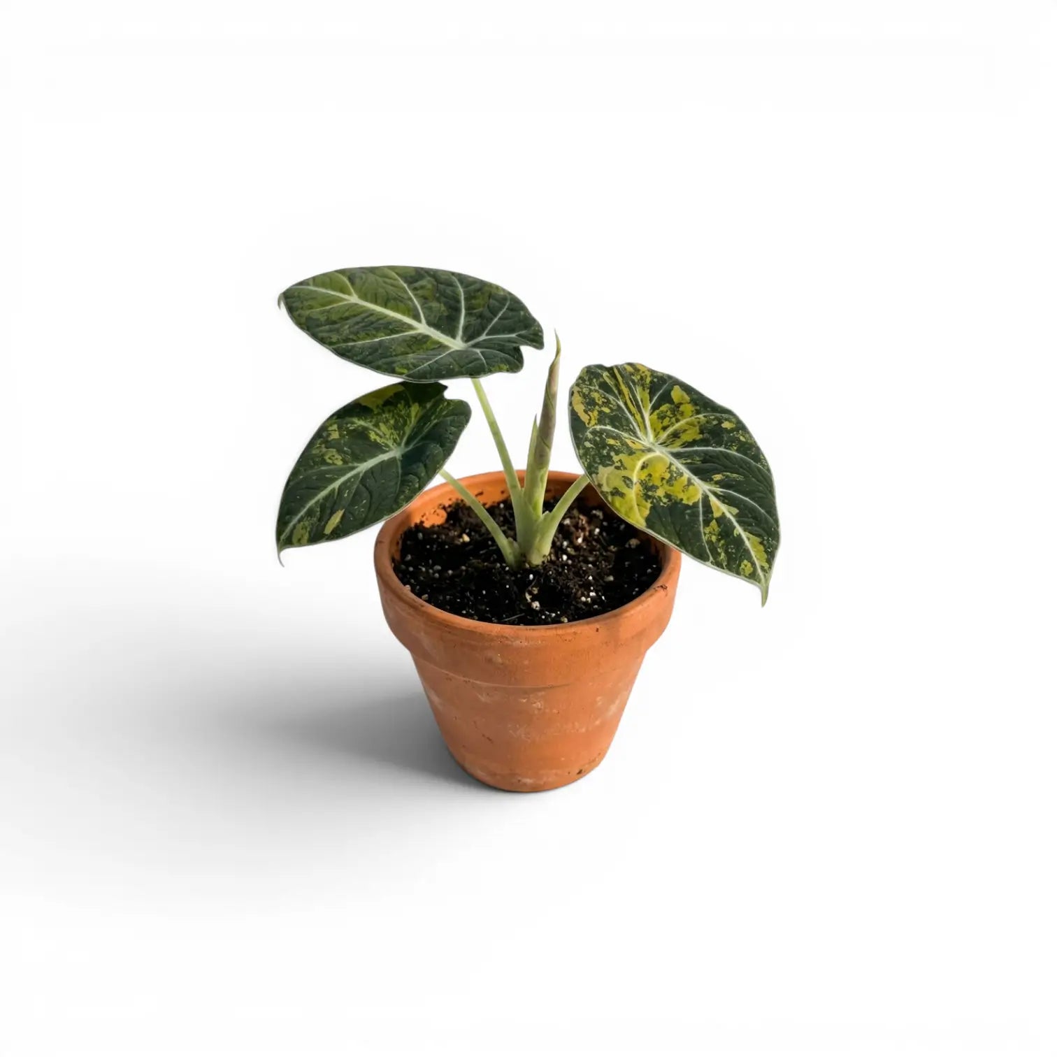 Alocasia reginula 'Black Velvet Gold'-Jungpflanze mit goldgelber Panaschierung im Terrakottatopf vor weißem Hintergrund